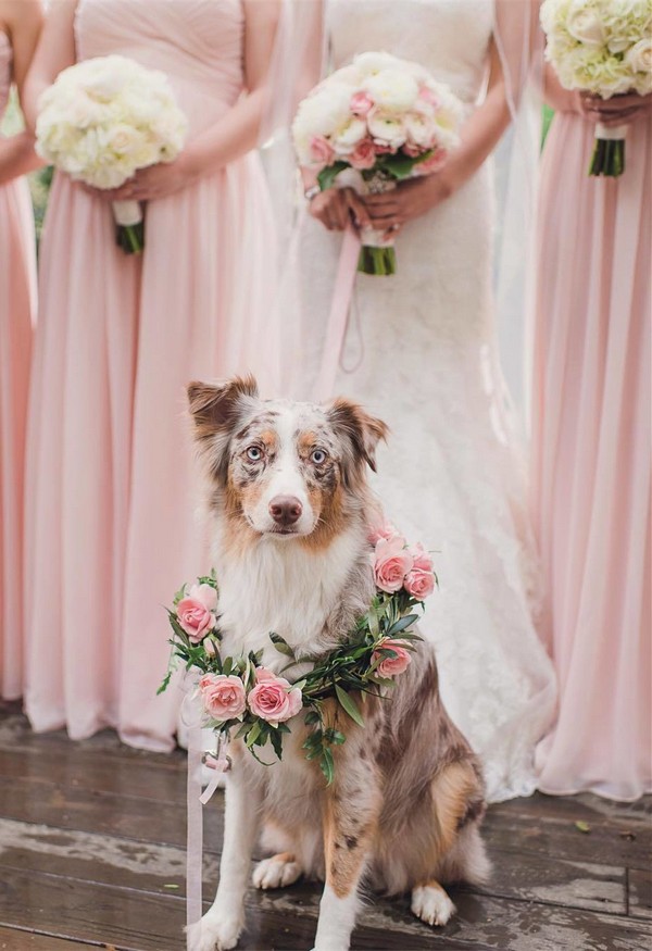 18 Precious Wedding Photo Ideas with Your Dogs Page 2 of
