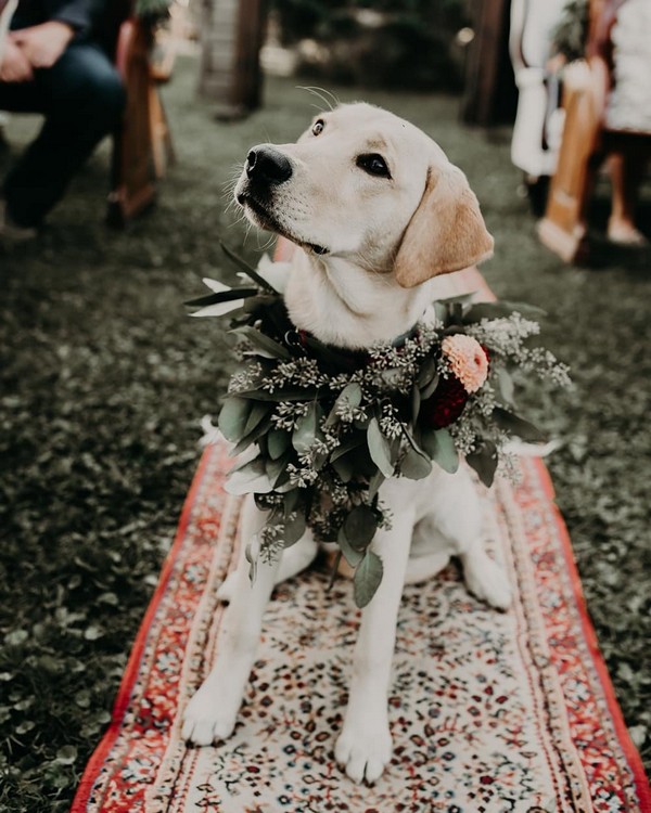 18 Precious Wedding Photo Ideas with Your Dogs Page 2 of
