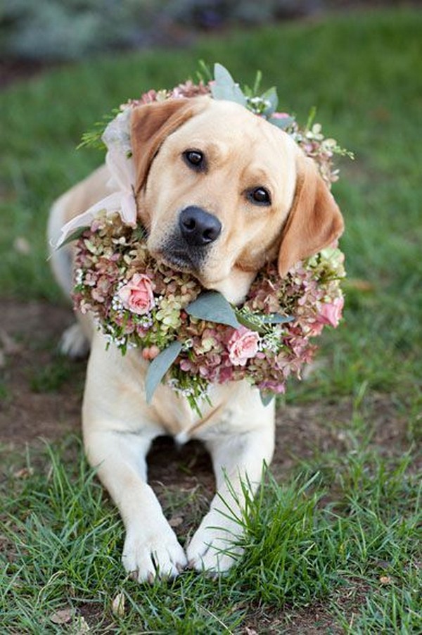 18 Precious Wedding Photo Ideas with Your Dogs
