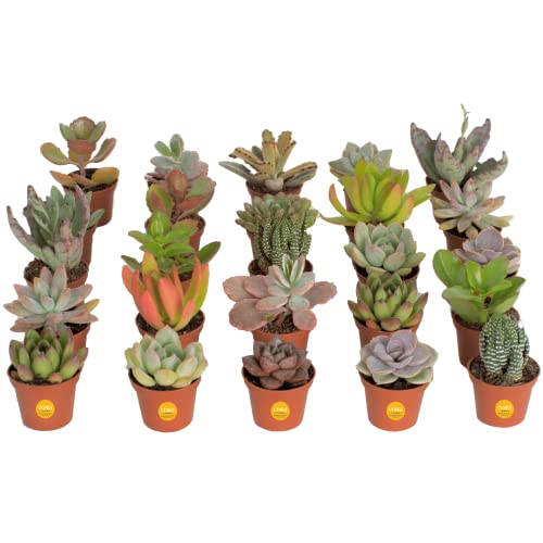 Costa Farms Succulents (25 Pack), Live Succulent Plants, Grower's Choice Mini Houseplants in Nursery...