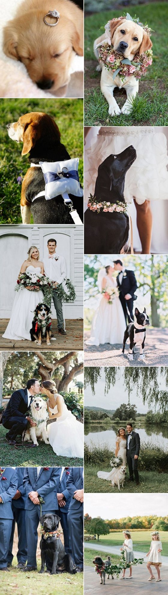 18 Precious Wedding Photo Ideas with Your Dogs