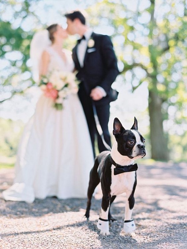 wedding photo ideas with your dog