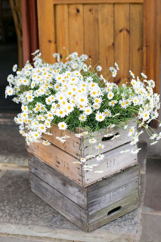Effortless Ideas To Use Chamomile Daisy In Your Wedding 13