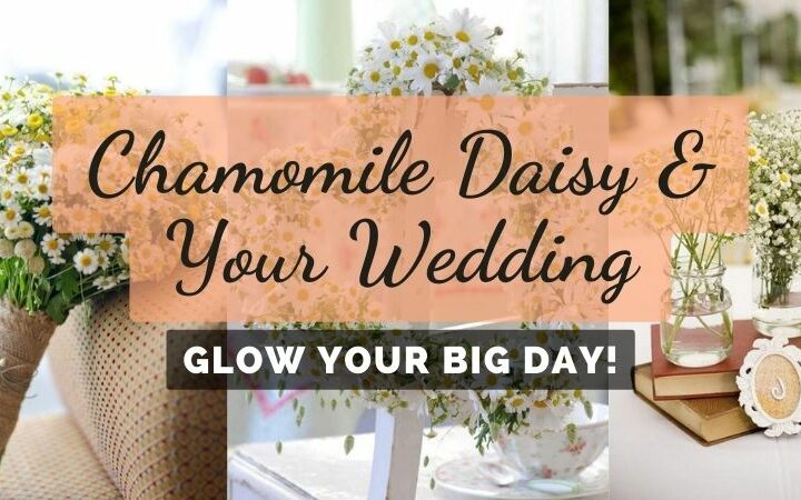 Effortless Ideas To Use Chamomile Daisy In Your Wedding
