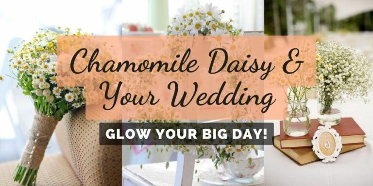 Effortless Ideas To Use Chamomile Daisy In Your Wedding